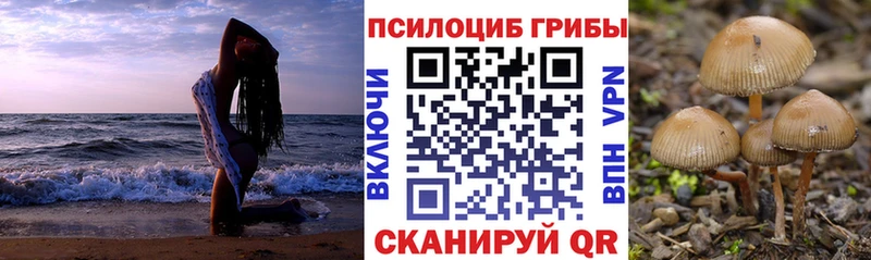 наркота  Бирюсинск  Галлюциногенные грибы Cubensis 